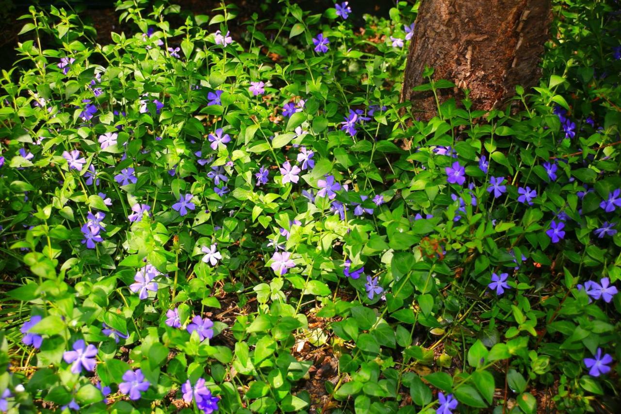 Mitten Im Seenland Und Spreewaldnah, Schoener Garten Storkow  Zewnętrze zdjęcie